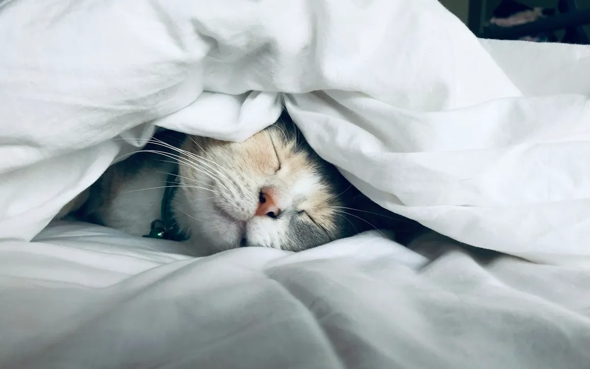 A cat sleeping peacefully under a soft white duvet